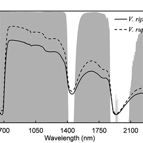 Mean 1 St D Canopy Reflectance Factor Spectra Of A B 38 And R 66 9