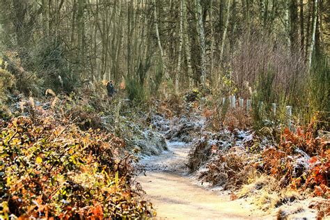 Icy Woodland Walks Rspb Sandy Mrs Airwolfhound Flickr