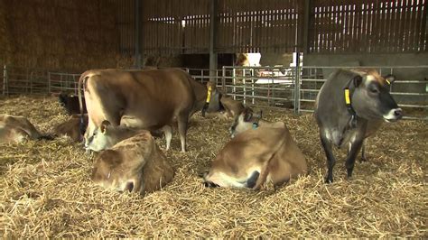 Optimising Lying Comfort Of The Dairy Cow Ahdb Dairy Youtube