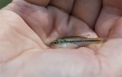 Largemouth Bass Fry Ethan Rising Flickr