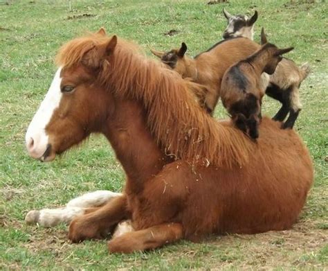 Baby Goats Walking On Horse Horses Animals Beautiful Funny Animals