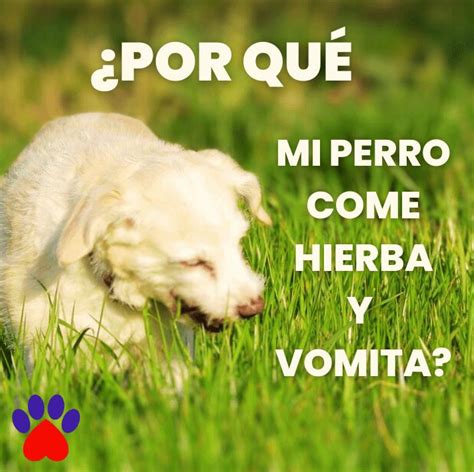 Por Qué Mi Perro Come Hierba Y Vomita By Issuu