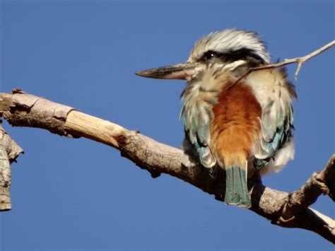 Snap Happy Birding: Red-backed Kingfisher