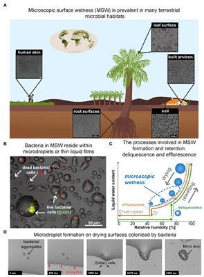 Frontiers Life In A Droplet Microbial Ecology In Microscopic Surface