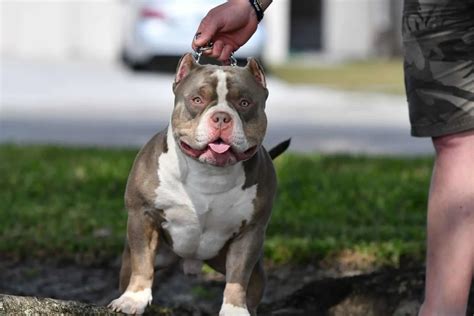 Tri Color Pitbull What Color Combinations Are There