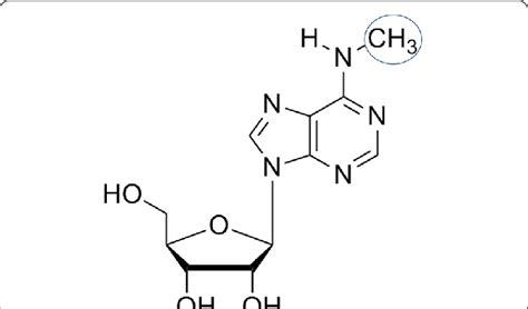 N6 Methyladenosine M6a Modification Download Scientific Diagram