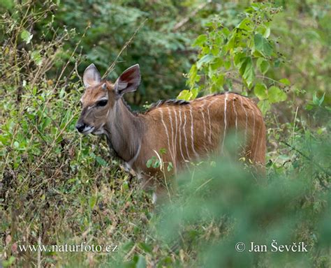 Giant Eland Photos Giant Eland Images Nature Wildlife Pictures