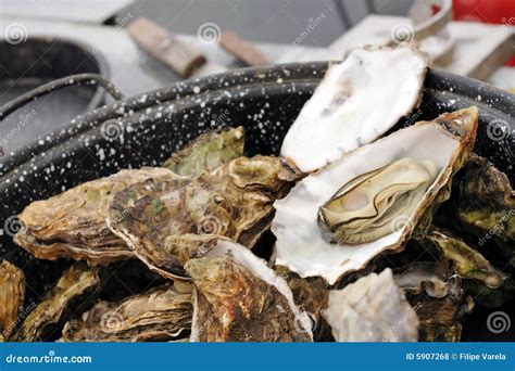 Boiled Oysters With Natural Light Stock Photo Image Of Boiled