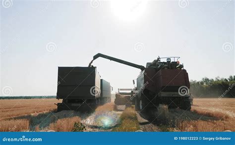 Harvester Combine Pours The Grain Into The Truck On The Field