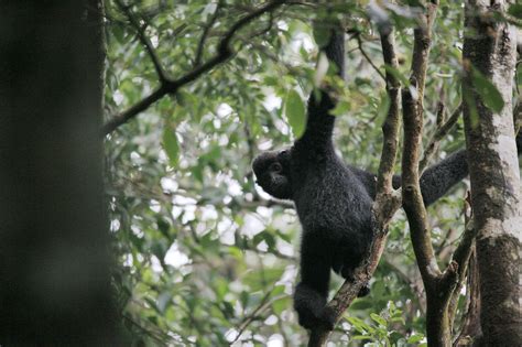 “海南猿声啼不住”，科技助力海南长臂猿保护研究 中国科技网