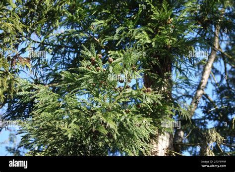 Cryptomeria Japonica Japanese Cedar Stock Photo Alamy