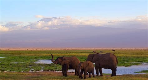 2 Days Amboseli National Park Safari Nairobi FREETOUR