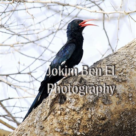 Nigeria 360 Birds Of Nigeria