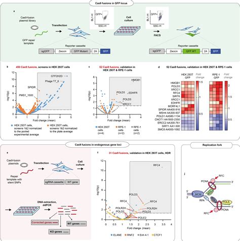 Rapid Genome Editing By CRISPR Cas9 POLD3 Fusion ELife