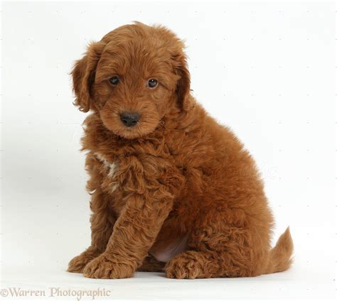 F1b Red Goldendoodle