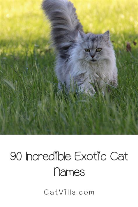 90 Beautifully Exotic Cat Names for Boys & Girls | Exotic cats, Cat ...