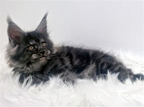 Nikomacoons Talasio Maine Coon Black Smoke Nikomacoons Cattery