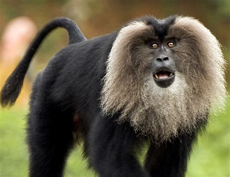 Lion Tailed Macaque Life Expectancy