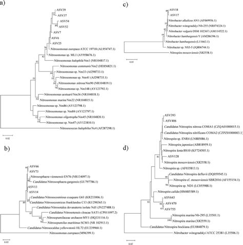 Neighbor-joining trees calculated based on sequences of 16S rRNA gene ...