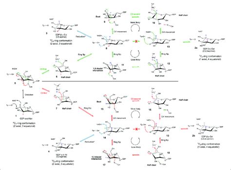 Mechanism Of The Gdp Mannose Epimerase The Epimerization