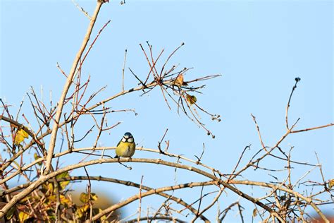 Mésange bleue femelle Cyanistes caeruleus Identification Flickr