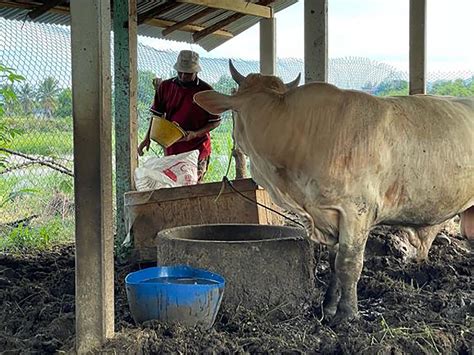 Lembu Baru Laku Dua Ekor Utusan Timur