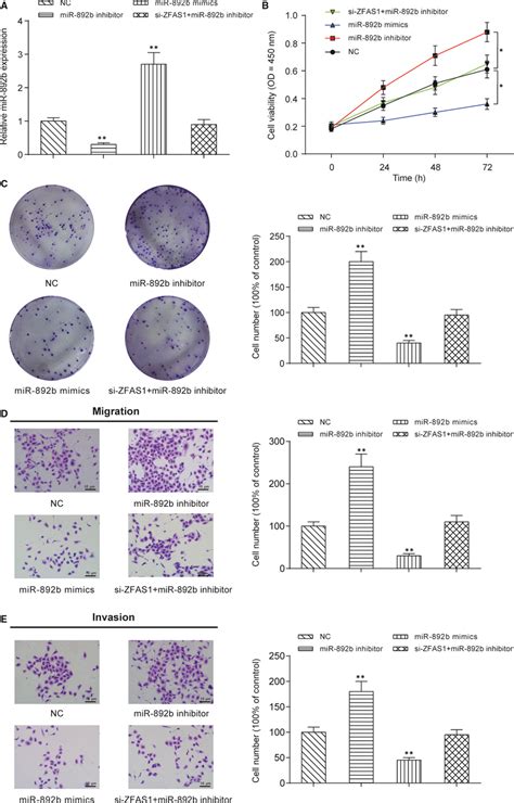 Mir‐892b Inhibits Npc Cell Proliferation Colony Formation Migration