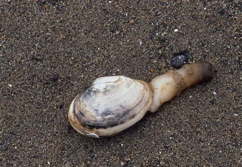 Clams Bowen Island Conservancy