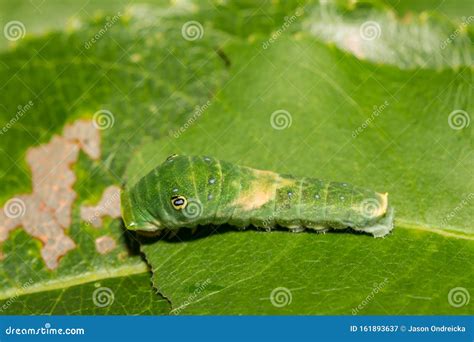 Eastern Tiger Swallowtail Caterpillar Stock Image - Image of ...