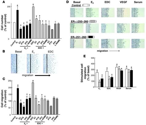 Jci Non Nuclear Estrogen Receptor α Signaling Promotes Cardiovascular