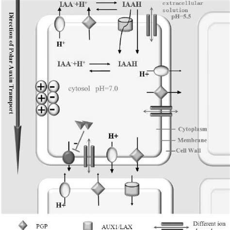 ( A ) Auxin transport in seed plants; ( B ) The hypothetical auxin... | Download Scientific Diagram