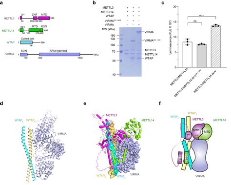 蛋白质科学研究团队揭示mRNA m6A甲基化转移酶复合体分子全貌 作物遗传改良全国重点实验室