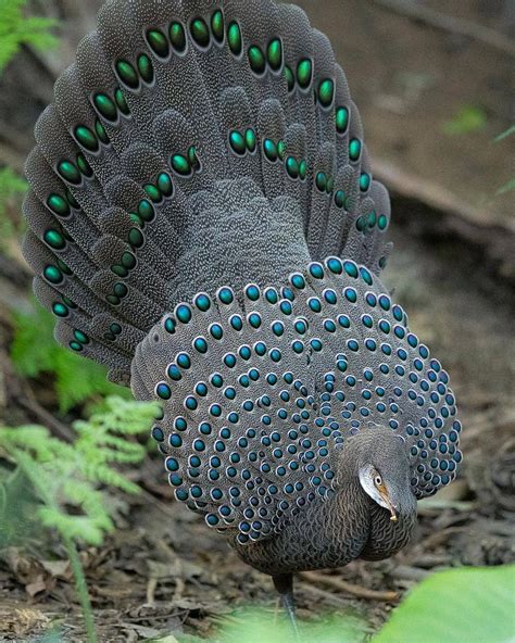 Grey Peacock Pheasant At Its Full Glory 😍 Copyrigh Exotic Birds