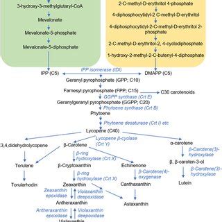 Schematic Representation Of Selected Pathways Of Carotenoid