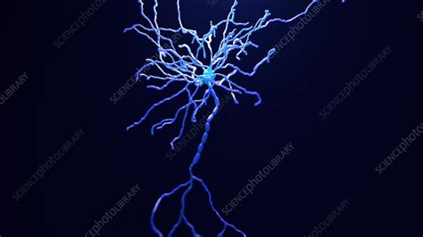 Nerve cell, animation - Stock Video Clip - K009/7618 - Science Photo ...