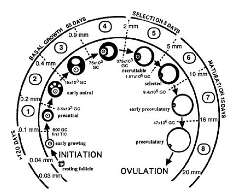 Figure 1 1 From Computer Assisted Image Analysis Of Human Ovarian