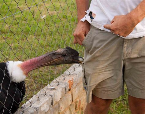 Fascinated by Vultures: Savage attack by a Condor