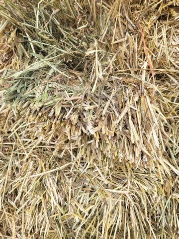 Small Square Wheat Bales Nex Tech Classifieds