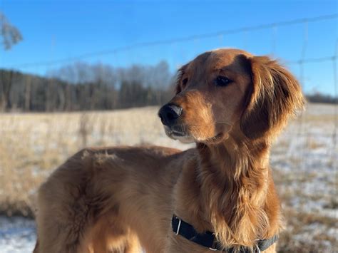 Golden Retriever Rescue of Michigan