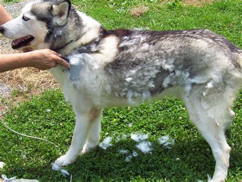 How To Groom Husky For Summer Husky Shedding Husky