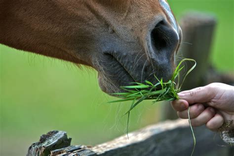 Why Can't Horses Eat Grass Clippings | Storables