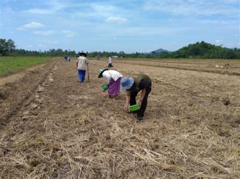 Budidaya Tanaman Kedelai Dinas Ketahanan Pangan Dan Pertanian Ngawi