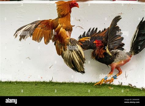 Gallos de pelea Stock Photo - Alamy