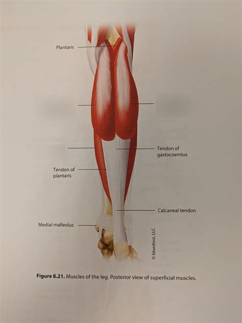 Posterior Leg Muscles Diagram Diagram Quizlet