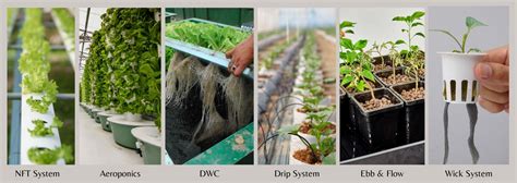 Types Of Hydroponic System How To Choose Right One