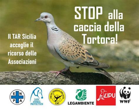 Sicilia Ricorso Associazioni Ambientaliste Il TAR Chiude La Caccia