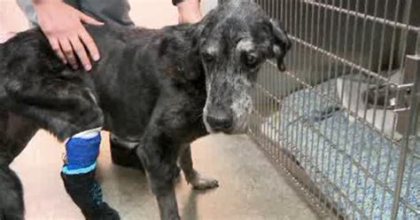 Found Near Death Stray Dog Victoria Being Nursed Back To Health