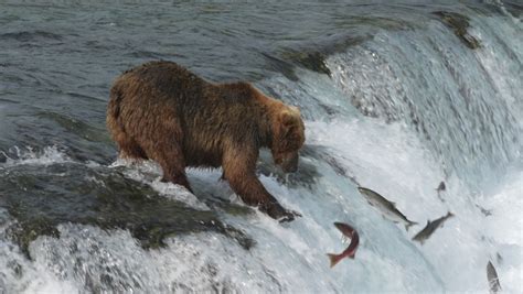 Bear catching Salmon in Waterfall at Katmai National Park image - Free stock photo - Public ...