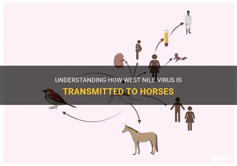 Understanding How West Nile Virus Is Transmitted To Horses Medshun