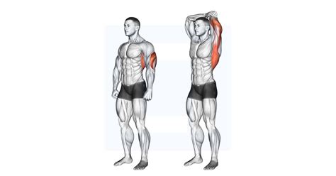 Overhead Triceps Stretch Triceps Workout Six Pack Abs Workout Triceps